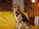 Lorina Beagle