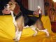 Lorina Beagle