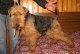 Rajka Welsh Terrier