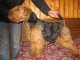 Rajka Welsh Terrier